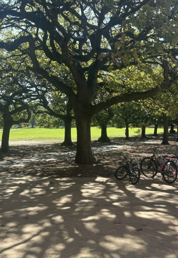 Swarm photo
